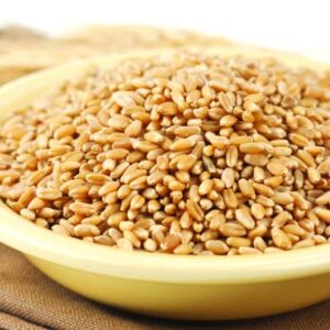 prairie gold hard spring wheat kernels