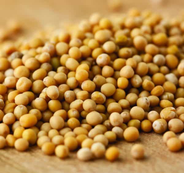 Mustard Seed-0
