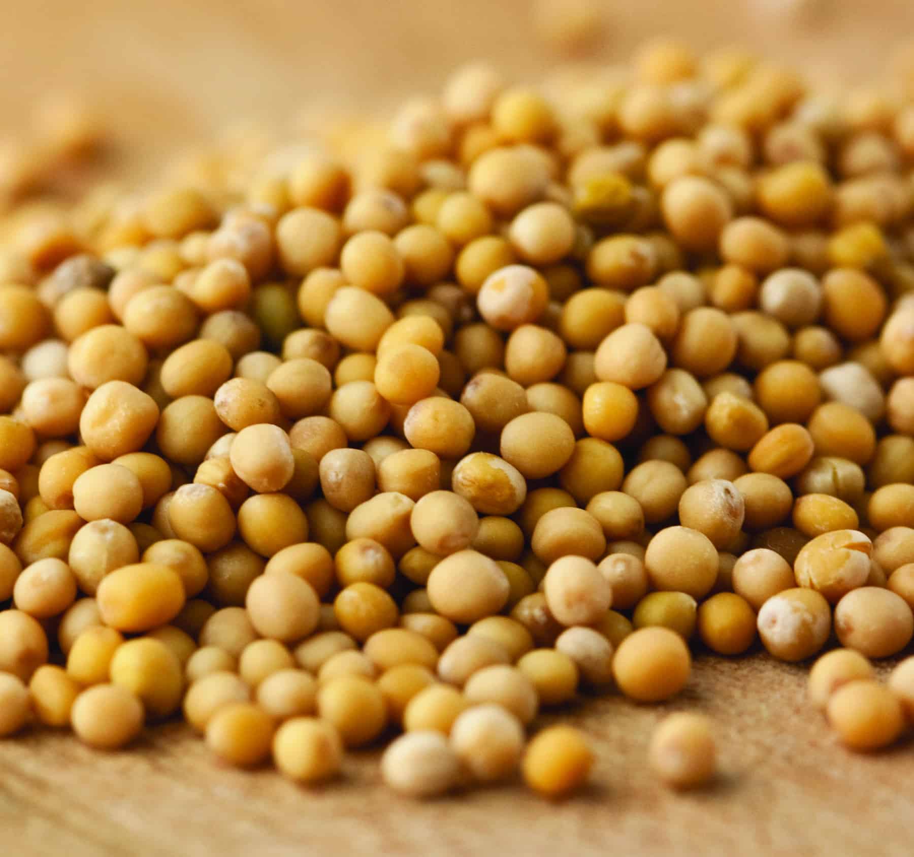 Mustard Seeds Classic Spice Seeds For Cooking Mustard Seeds Classic Spice Seeds For Cooking